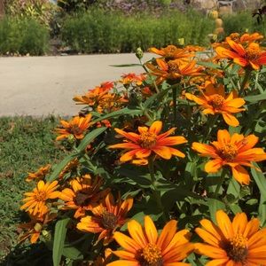 Meet your Posher, Carissa